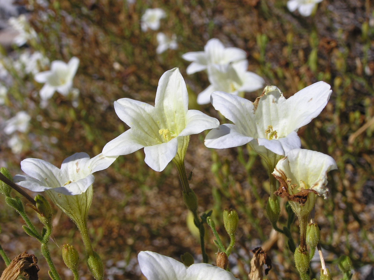 Desert Wildflower.JPG