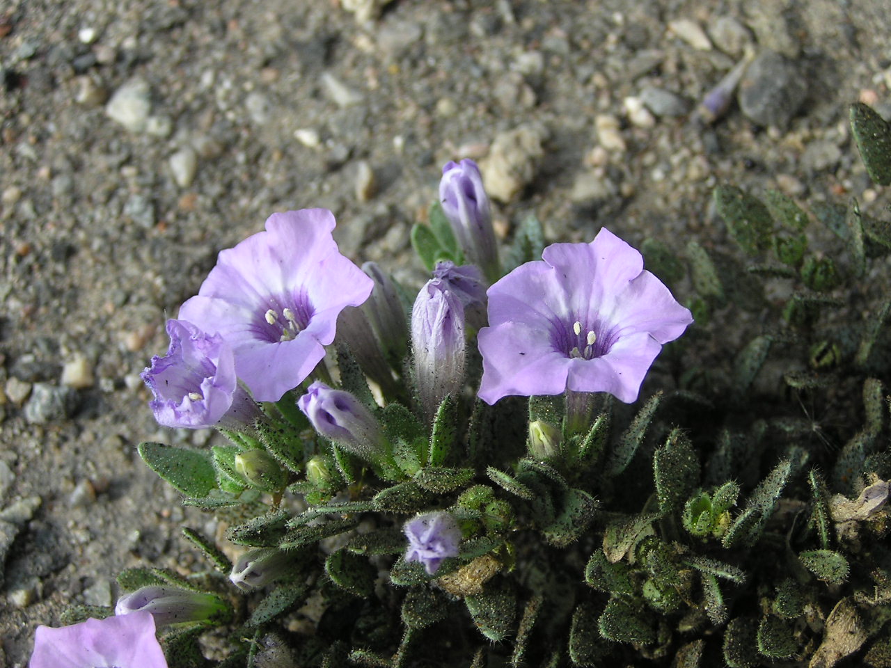 A Desert Beauty.JPG
