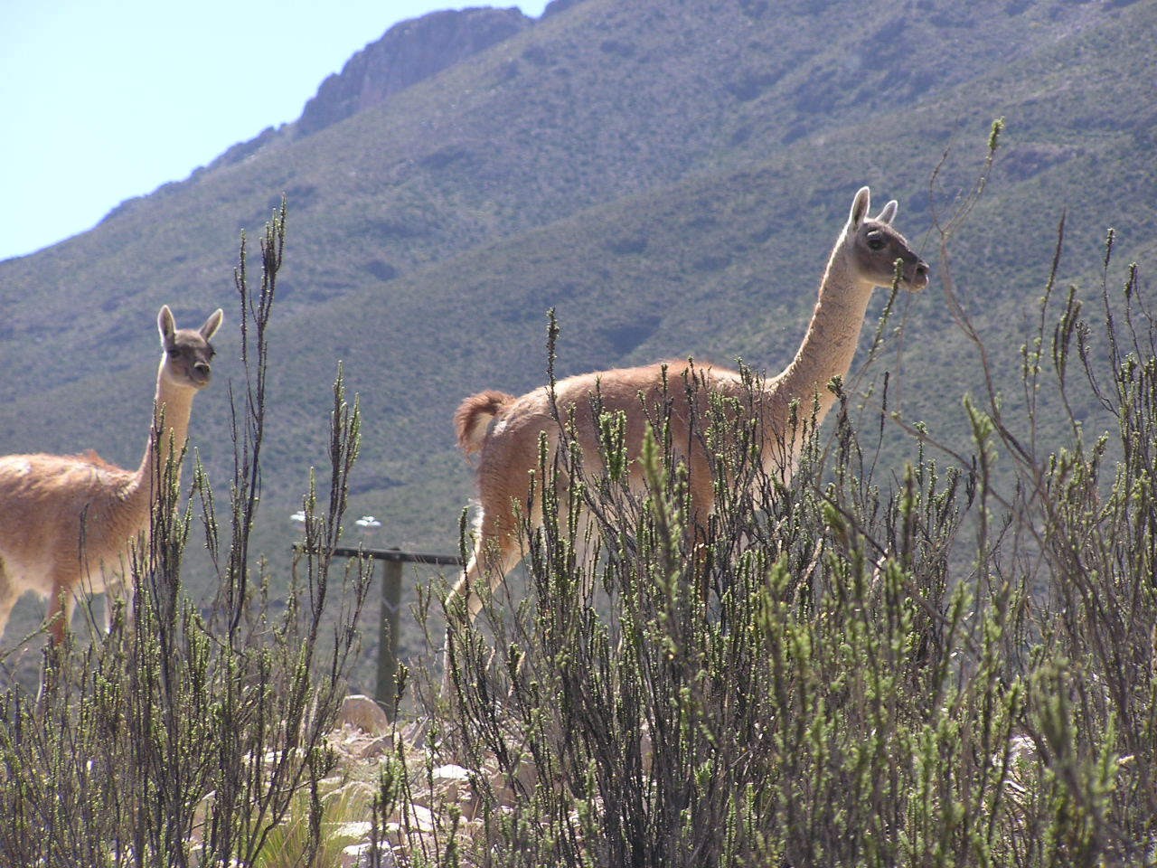 Guanaco.JPG
