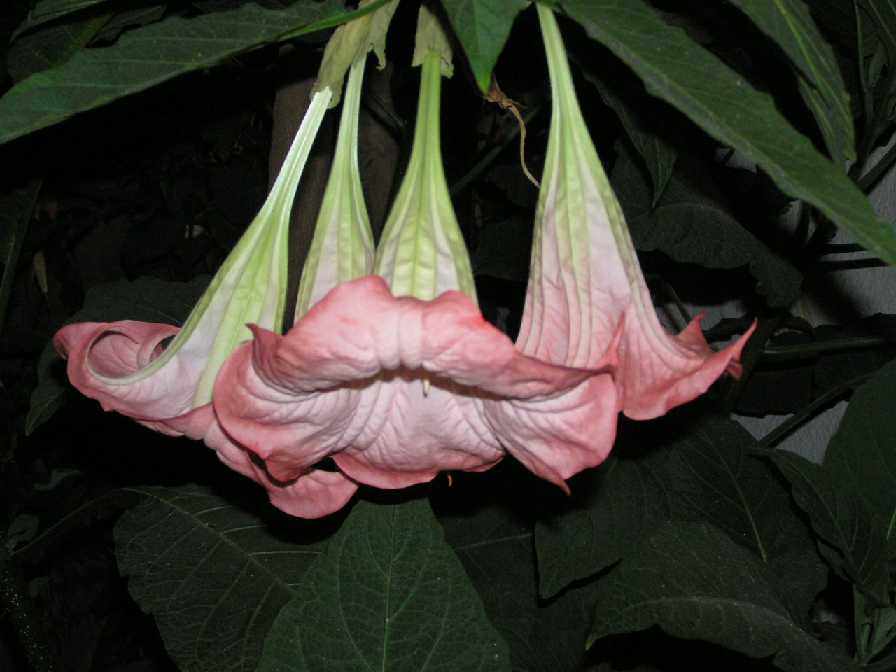 Floribunda.JPG