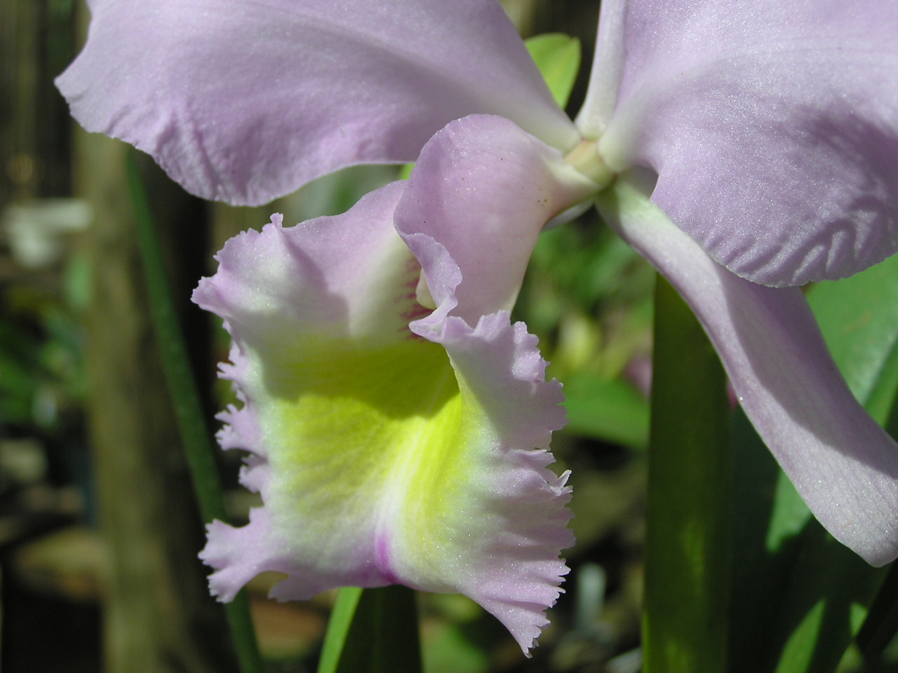 Orchid.JPG
