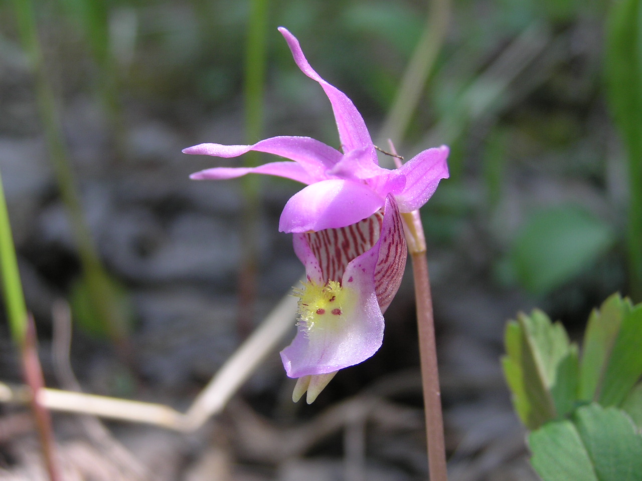 Fairyslipper.JPG