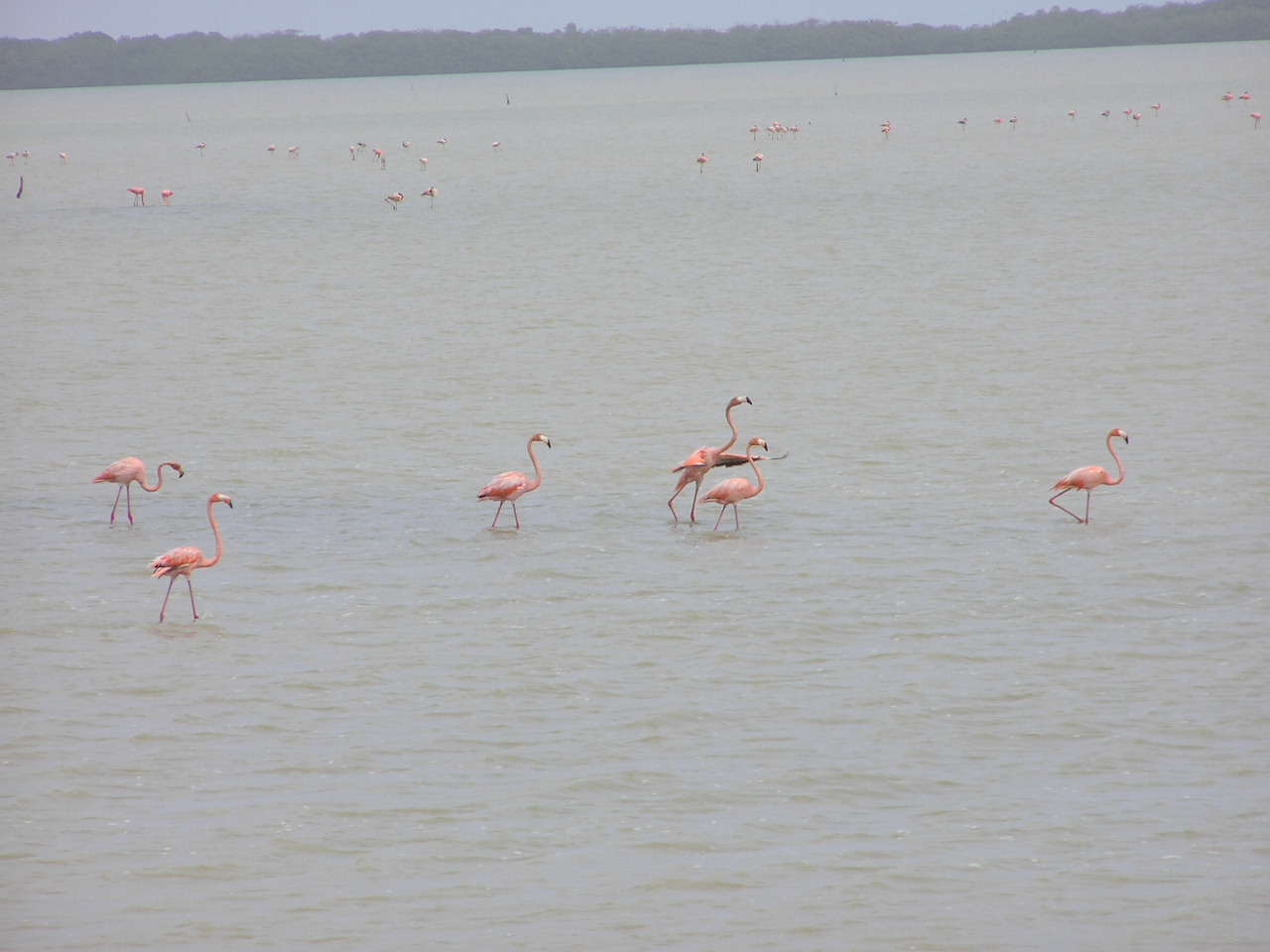 Flamingos.JPG