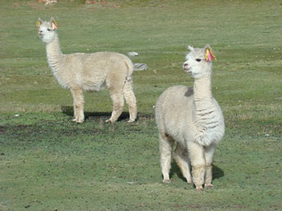 CerroDePasco6.jpg
