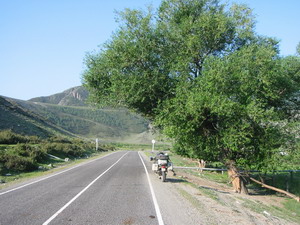 103tree.JPG