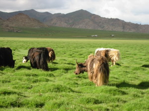 25yak2.JPG
