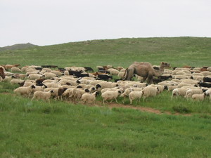 2sheepcamel.JPG