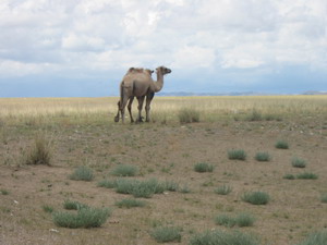 35camel1.JPG