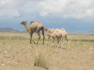 36camel2.JPG