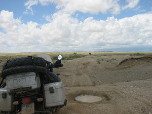 37camel3.JPG