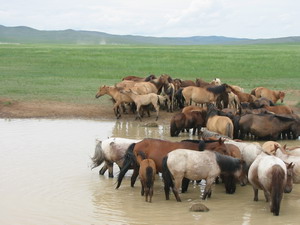 4horses.JPG