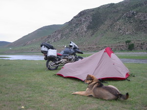 7campdog.JPG