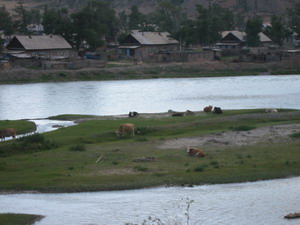 96cowisland.JPG