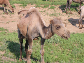 camelbaby.jpg