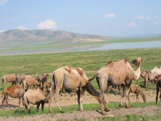 camels1.jpg