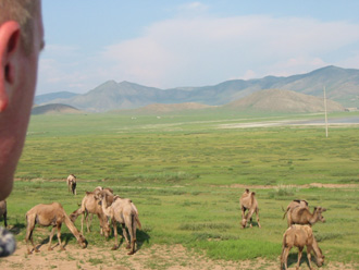 camels3.jpg