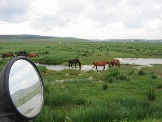 horses.jpg