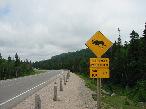 moose.jpg