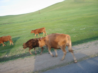 slowforcows.jpg