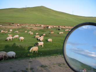 slowforsheep.jpg