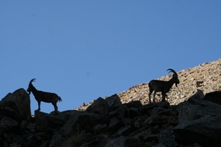 1_Ibex_320.jpg