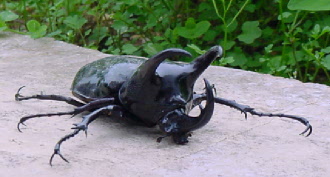 Creepy insects