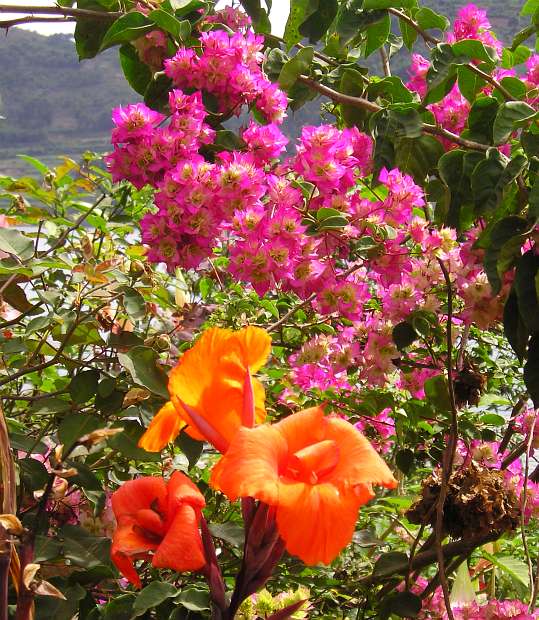 bunyonyi13.jpg