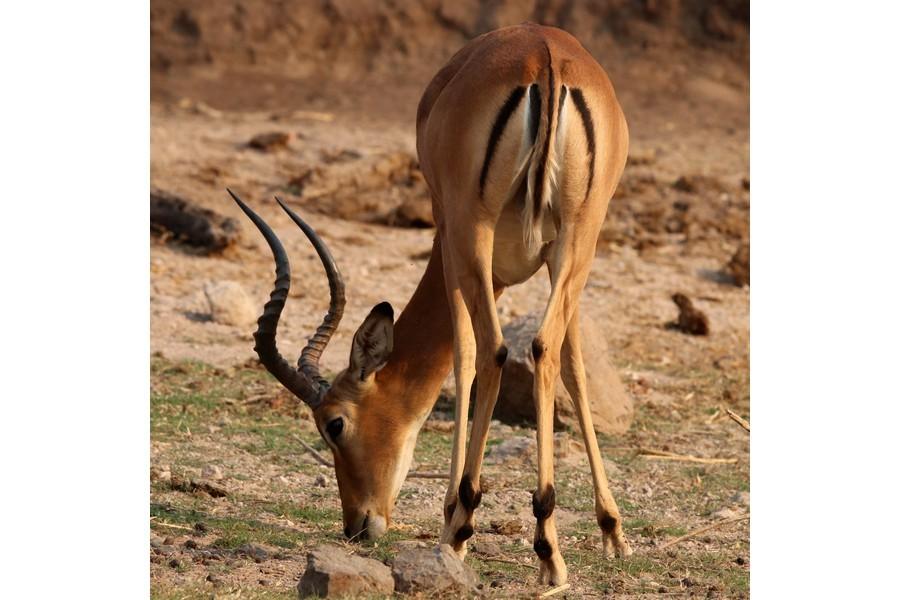 Chobe National Park