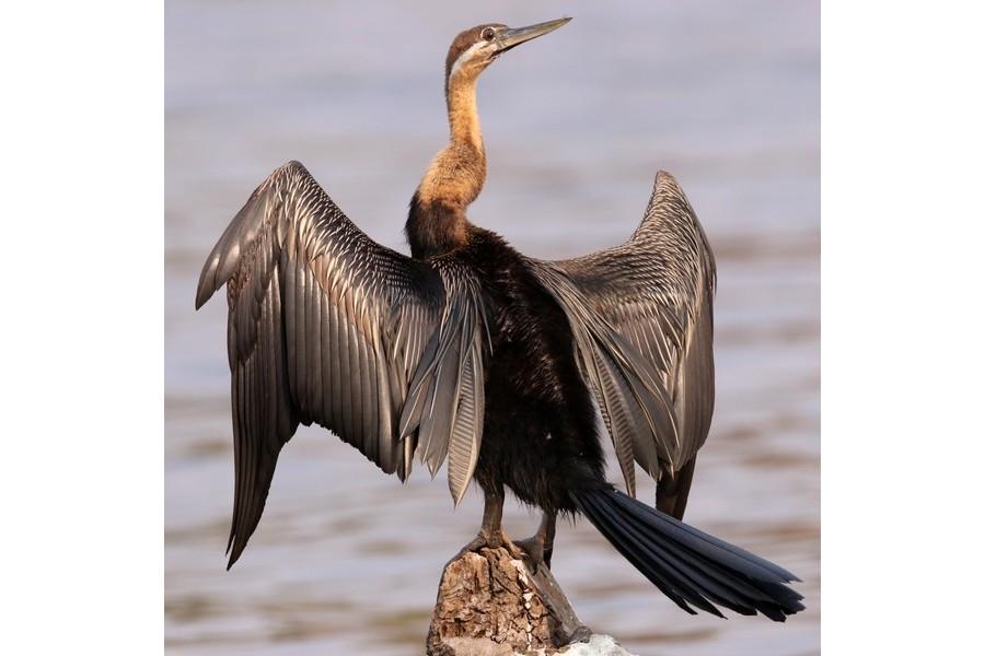 Chobe National Park