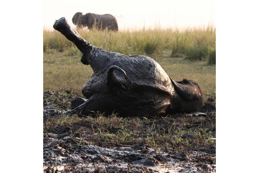 Chobe National Park