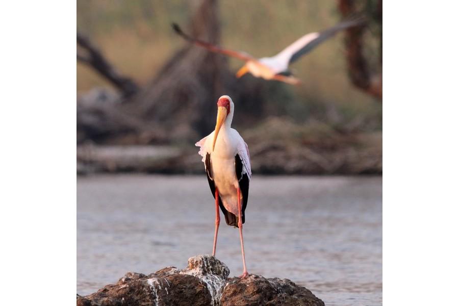 Chobe National Park