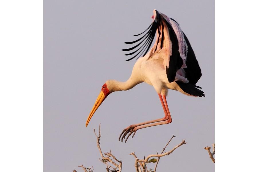 Chobe National Park