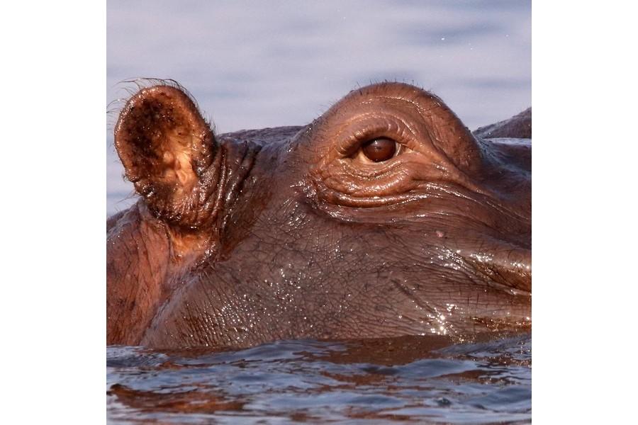 Chobe National Park