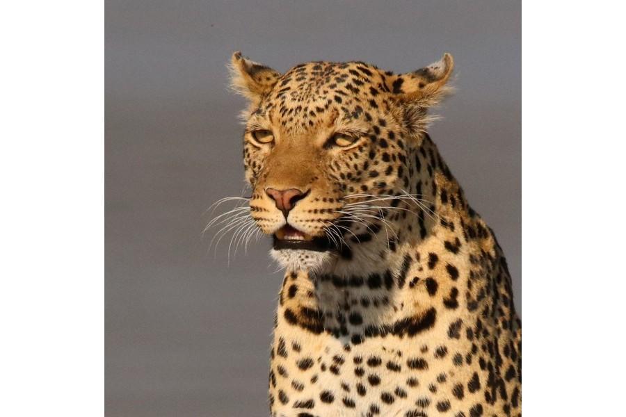 Chobe National Park