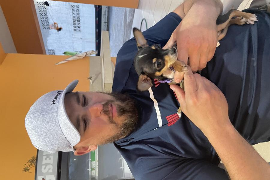 Sonny the Chihuahua