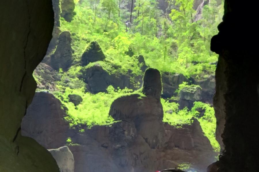 JUngle growing in Don Doong Cave